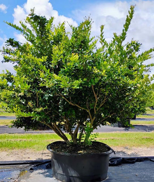 Ligustrum Trees for sale by Level To Leaf landscaping in Central Florida
