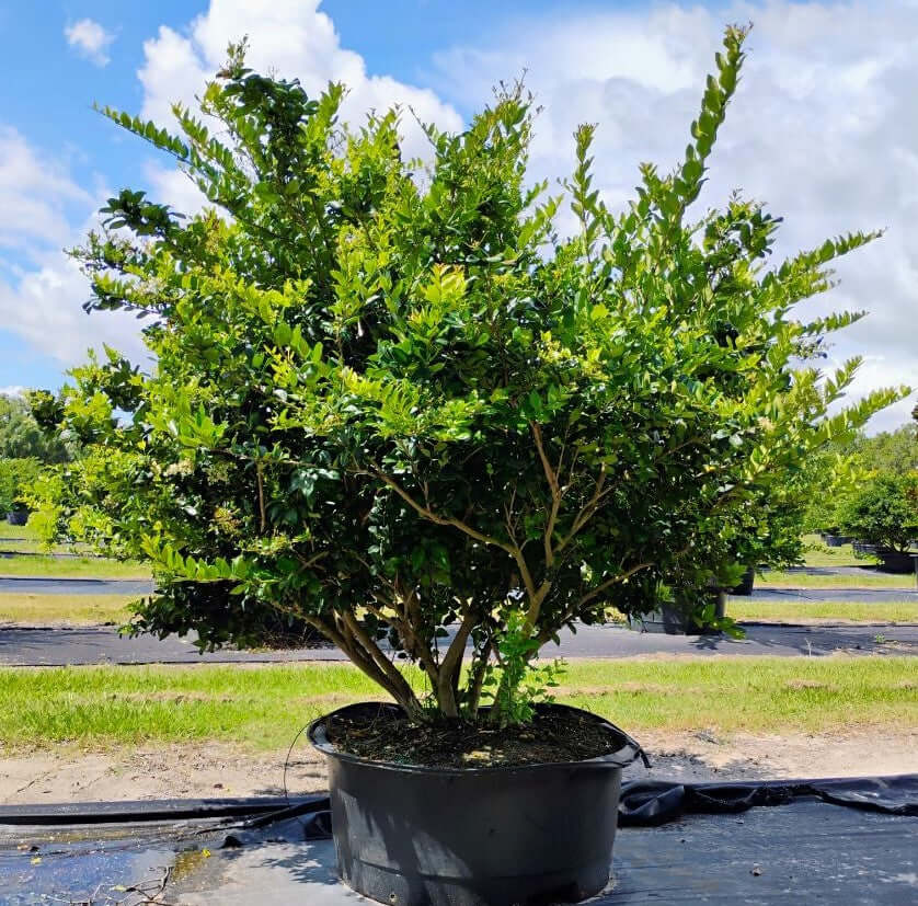 Ligustrum Trees for sale by Level To Leaf landscaping in Central Florida