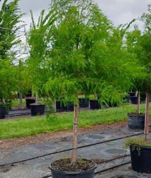 Bald Cypress for sale by Level To Leaf landscaping in Central Florida