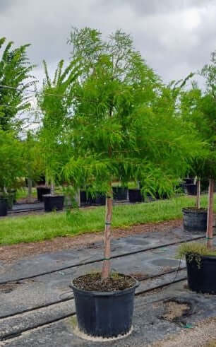 Bald Cypress for sale by Level To Leaf landscaping in Central Florida