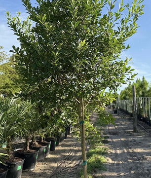 Eagleston Holly Trees for sale by Level To Leaf landscaping in Central Florida