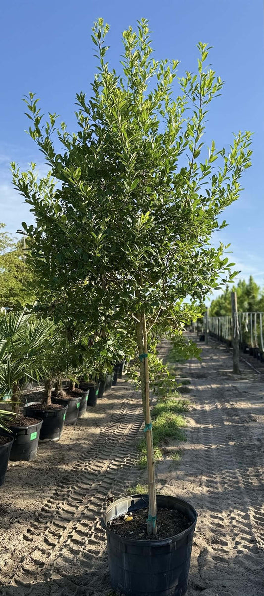Eagleston Holly Trees for sale by Level To Leaf landscaping in Central Florida