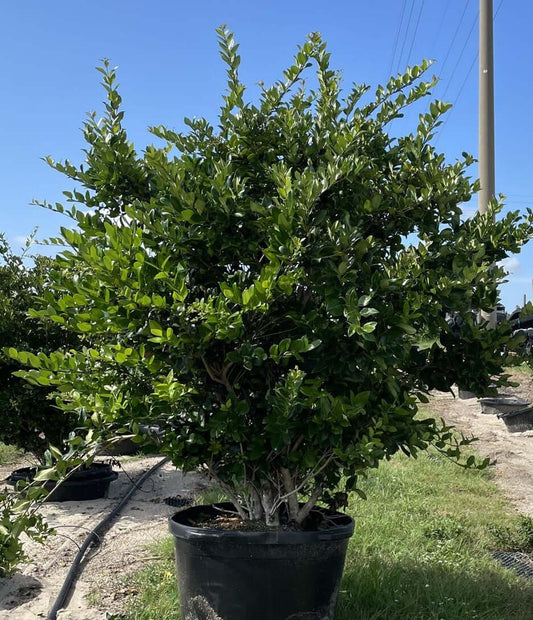 Ligustrum Trees for sale by Level To Leaf landscaping in Central Florida