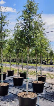 Live Oak Tree Trees for sale by Level To Leaf landscaping in Central Florida