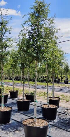 Live Oak Tree Trees for sale by Level To Leaf landscaping in Central Florida