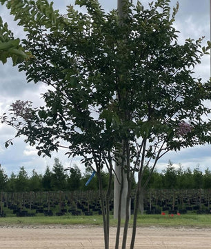 Crape Myrtle Tree Trees for sale by Level To Leaf landscaping in Central Florida