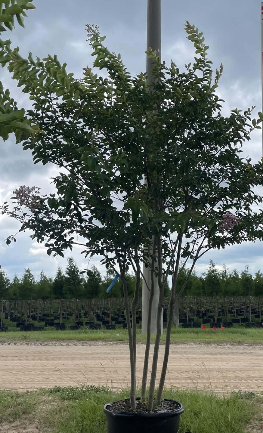 Crape Myrtle Tree Trees for sale by Level To Leaf landscaping in Central Florida
