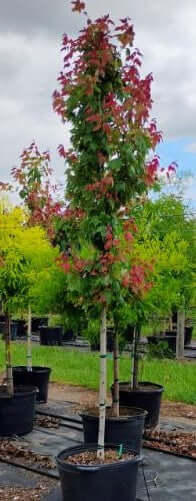 Red Maple Trees for sale by Level To Leaf landscaping in Central Florida