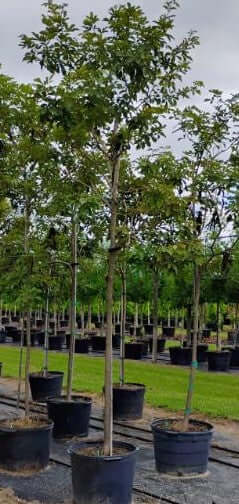 Tabebuia – Yellow Trumpet Tree Trees for sale by Level To Leaf landscaping in Central Florida