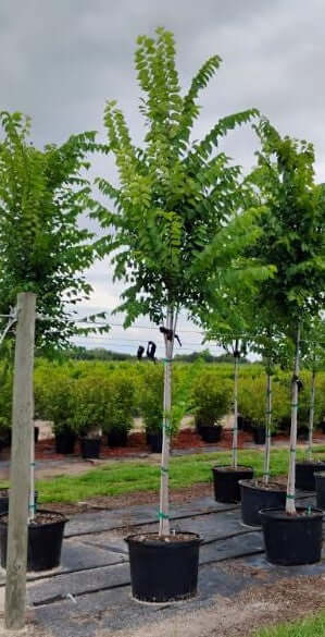 Crape Myrtle Tree Trees for sale by Level To Leaf landscaping in Central Florida