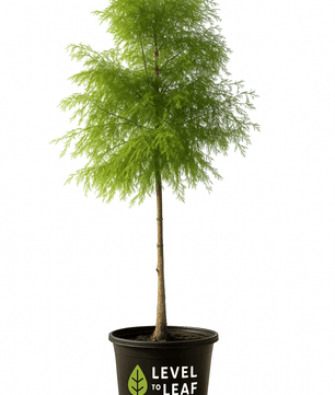 Bald Cypress for sale by Level To Leaf landscaping in Central Florida