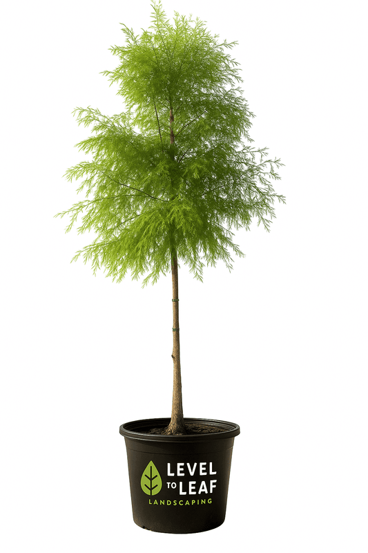 Bald Cypress for sale by Level To Leaf landscaping in Central Florida