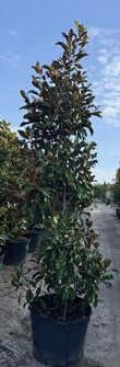 Magnolia Tree Bracken's Brown Beauty Trees for sale by Level To Leaf landscaping in Central Florida