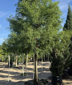 Bald Cypress for sale by Level To Leaf landscaping in Central Florida