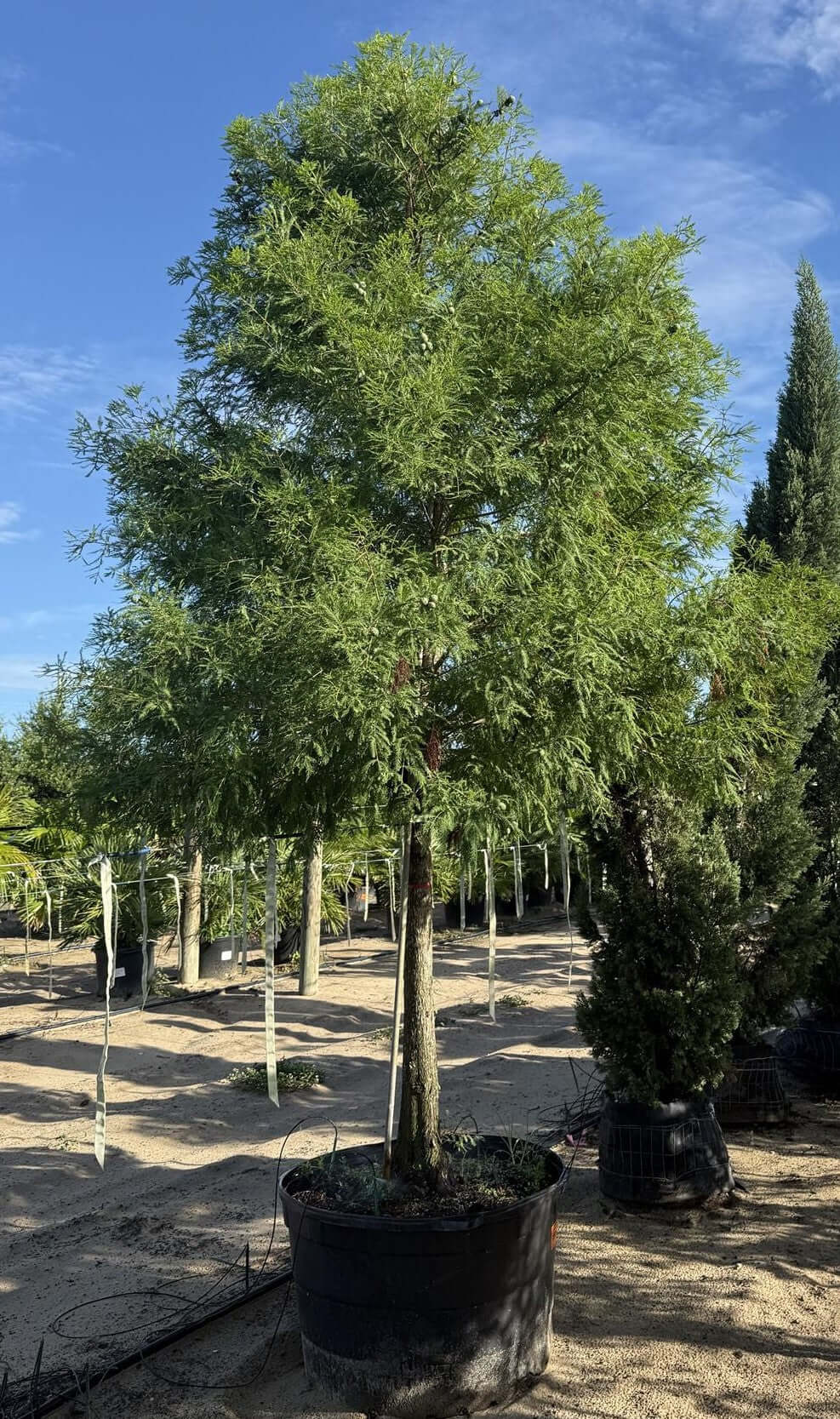 Bald Cypress for sale by Level To Leaf landscaping in Central Florida