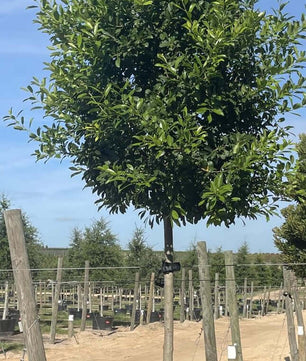 Eagleston Holly Trees for sale by Level To Leaf landscaping in Central Florida