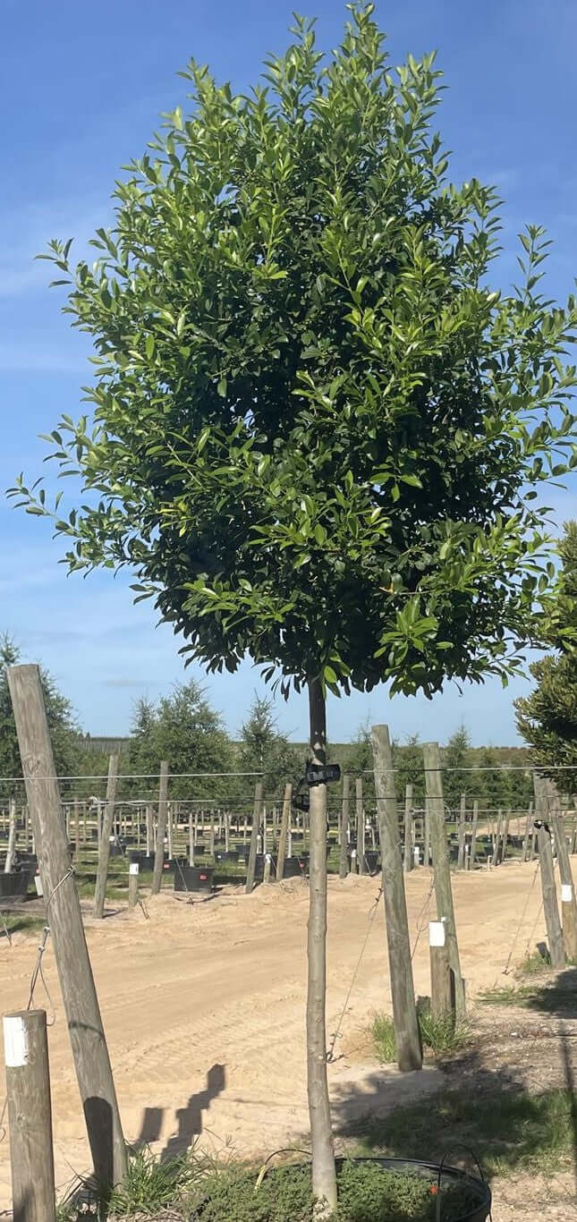 Eagleston Holly Trees for sale by Level To Leaf landscaping in Central Florida