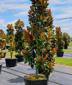 Magnolia Tree Bracken's Brown Beauty Trees for sale by Level To Leaf landscaping in Central Florida
