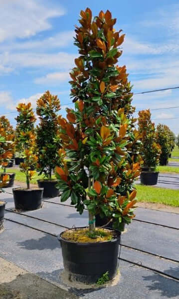 Magnolia Tree Bracken's Brown Beauty Trees for sale by Level To Leaf landscaping in Central Florida