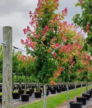 Red Maple Trees for sale by Level To Leaf landscaping in Central Florida