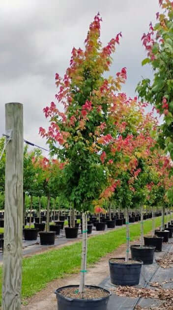Red Maple Trees for sale by Level To Leaf landscaping in Central Florida