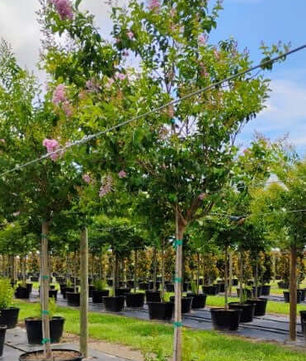 Crape Myrtle Tree Trees for sale by Level To Leaf landscaping in Central Florida