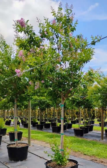 Crape Myrtle Tree Trees for sale by Level To Leaf landscaping in Central Florida