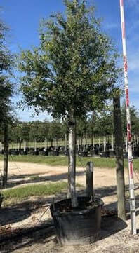 Live Oak Tree Trees for sale by Level To Leaf landscaping in Central Florida
