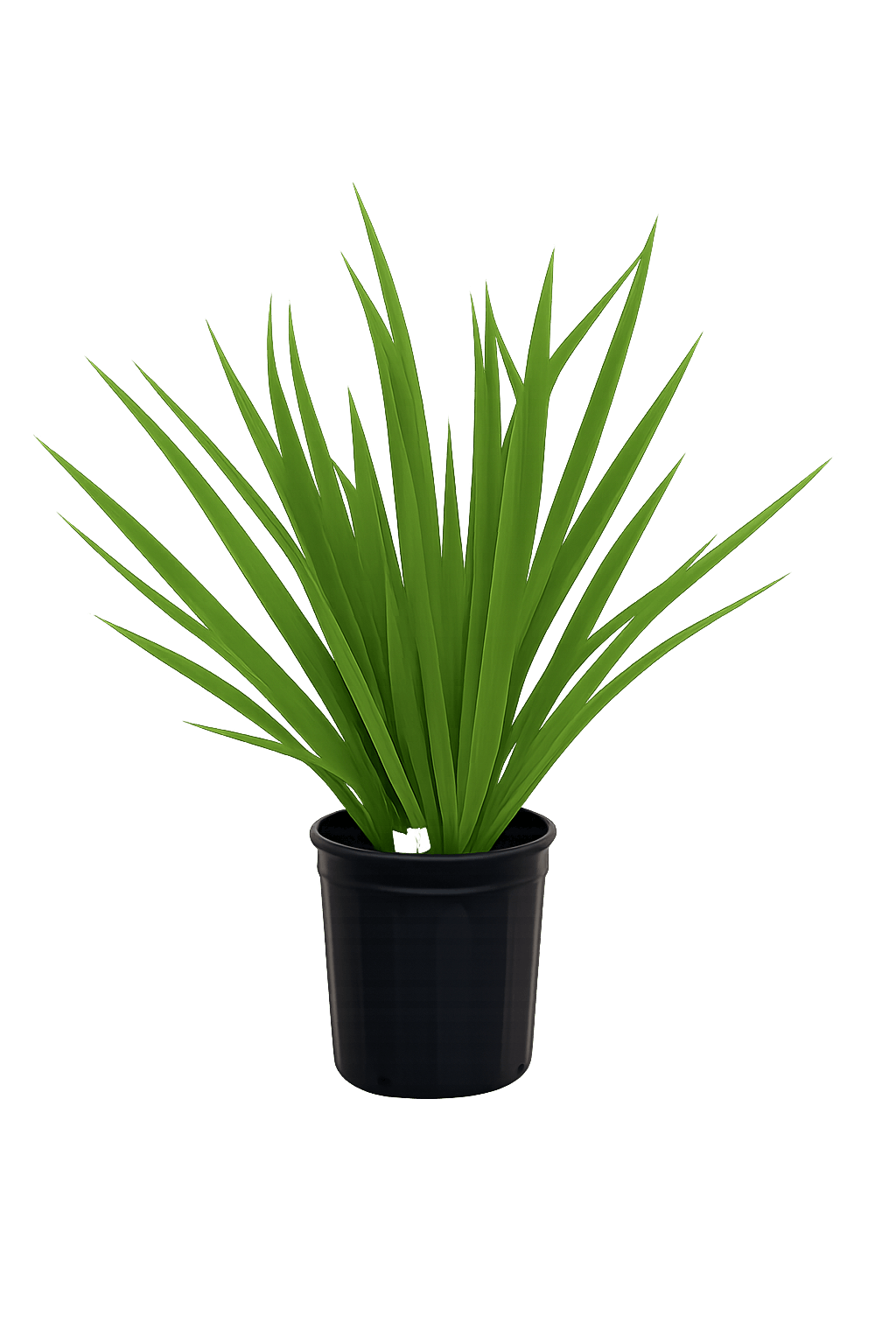 African Iris-1 Gallon Plants for sale by Level To Leaf landscaping in Central Florida