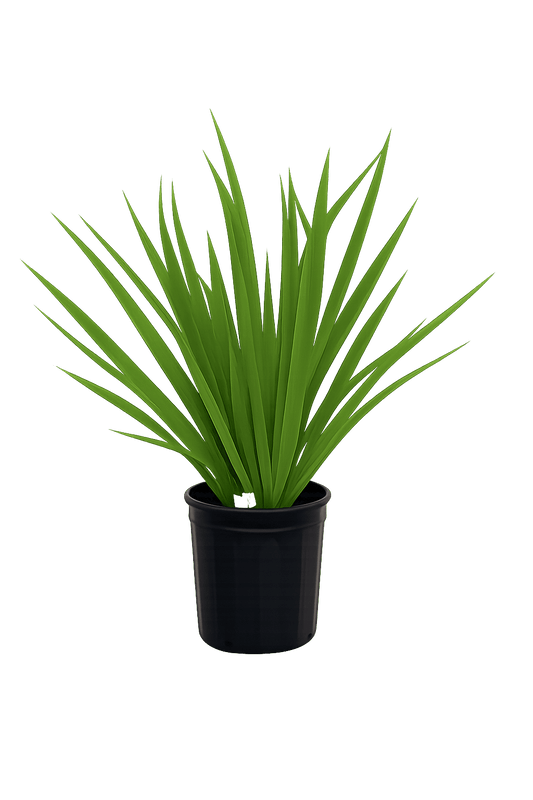 African Iris-1 Gallon Plants for sale by Level To Leaf landscaping in Central Florida