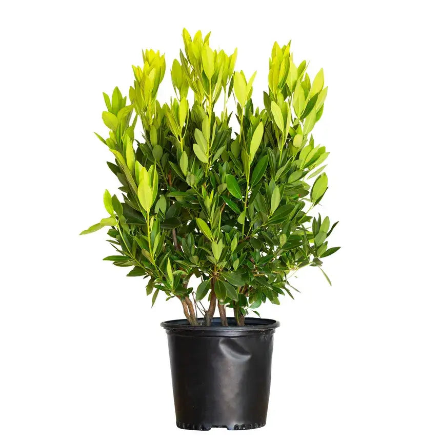 Anise Yellow-7 Gallon Plants for sale by Level To Leaf landscaping in Central Florida