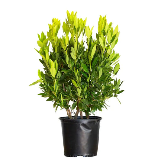 Anise Yellow-7 Gallon Plants for sale by Level To Leaf landscaping in Central Florida