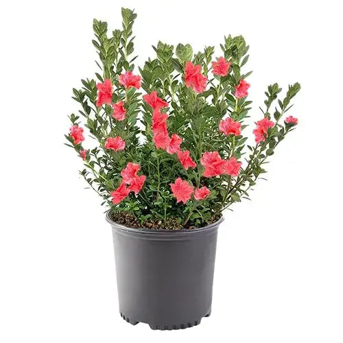 Azalea Fashion Coral-3 Gallon for sale by Level To Leaf landscaping in Central Florida