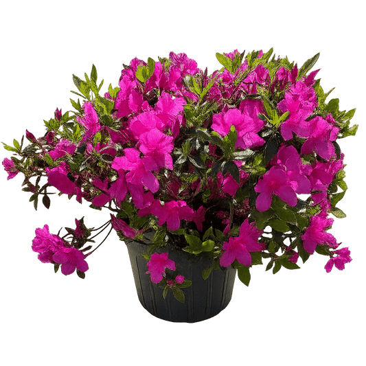 Azalea Fashion Pink-3 Gallon Plants for sale by Level To Leaf landscaping in Central Florida