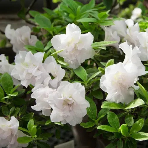 Azalea GG Gerbing-7 Gallon Plants for sale by Level To Leaf landscaping in Central Florida