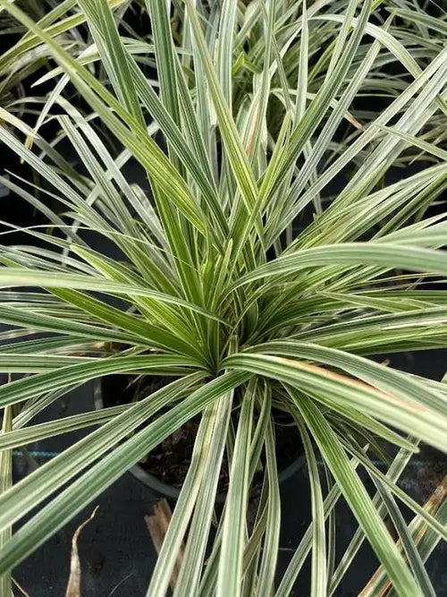 Aztec Grass-1 Gallon Plants for sale by Level To Leaf landscaping in Central Florida