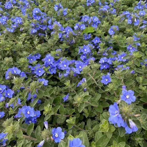 Blue Mind-3 Gallon Plants for sale by Level To Leaf landscaping in Central Florida