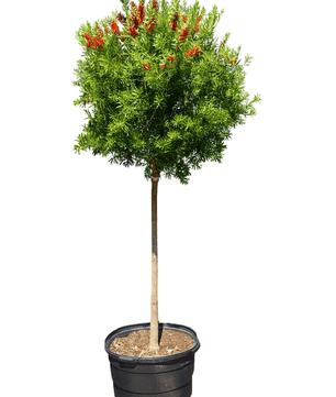 Bottle Brush Red Cluster tree for sale by Level To Leaf landscaping in Central Florida