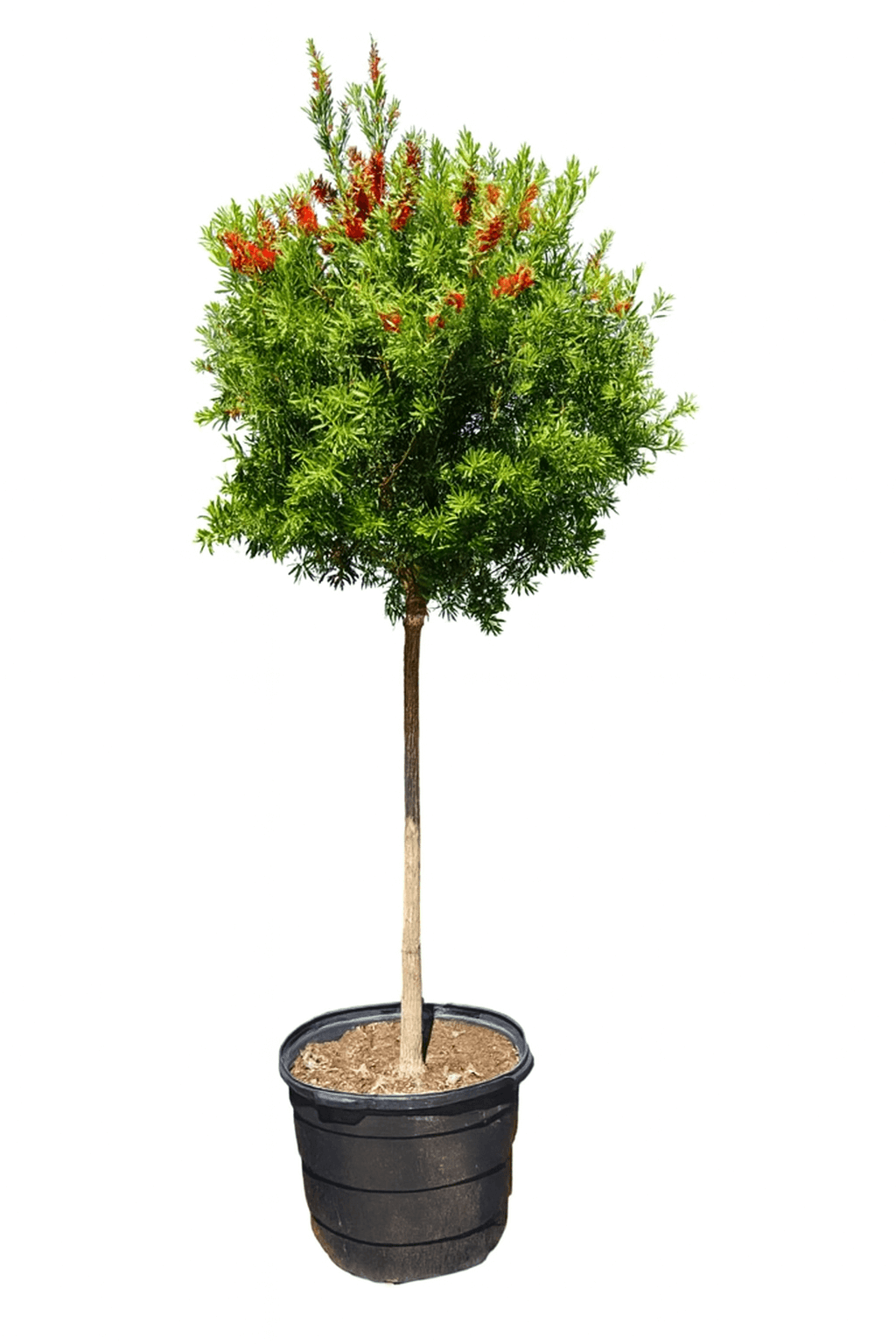 Bottle Brush Red Cluster tree for sale by Level To Leaf landscaping in Central Florida