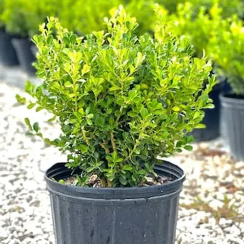 Boxwood Wintergreen-3 Gallon Plants for sale by Level To Leaf landscaping in Central Florida