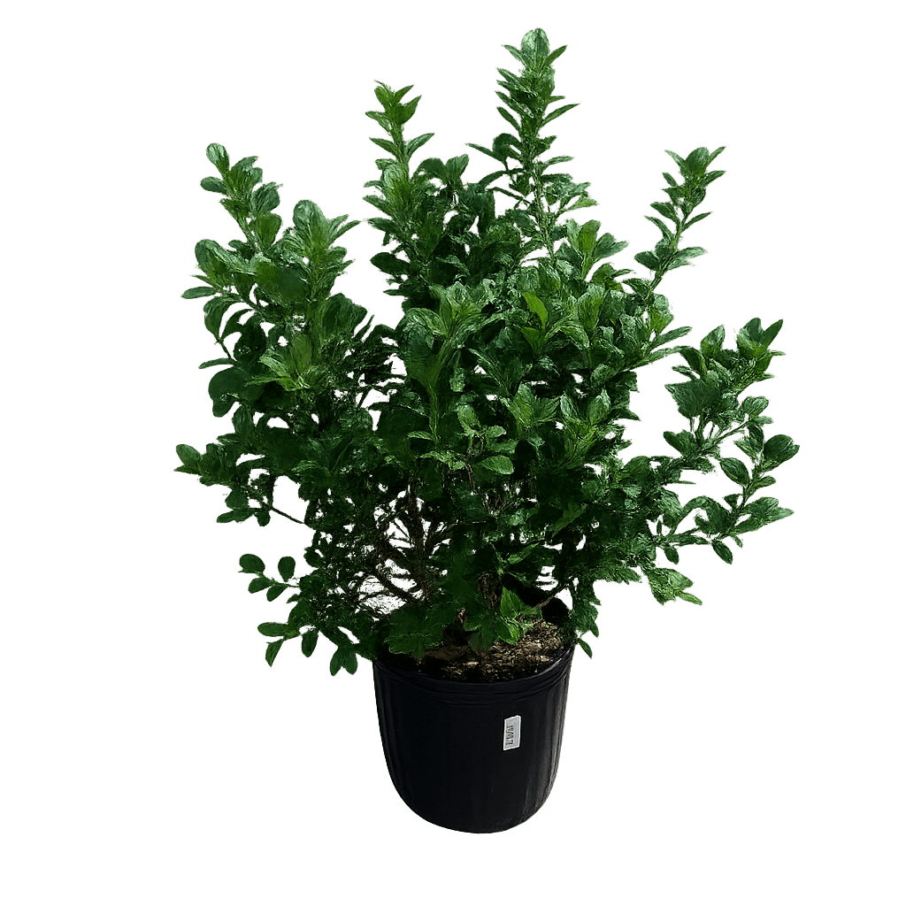 Burford Holly-3 Gallon Plants for sale by Level To Leaf landscaping in Central Florida