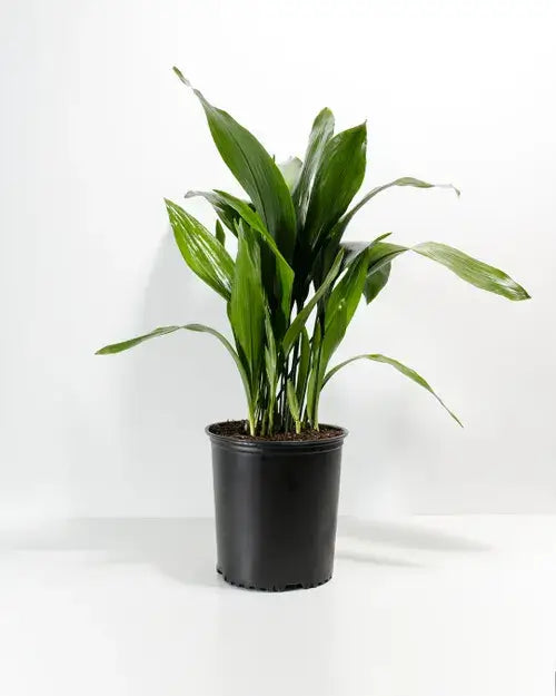 Cast Iron-3 Gallon Plants for sale by Level To Leaf landscaping in Central Florida