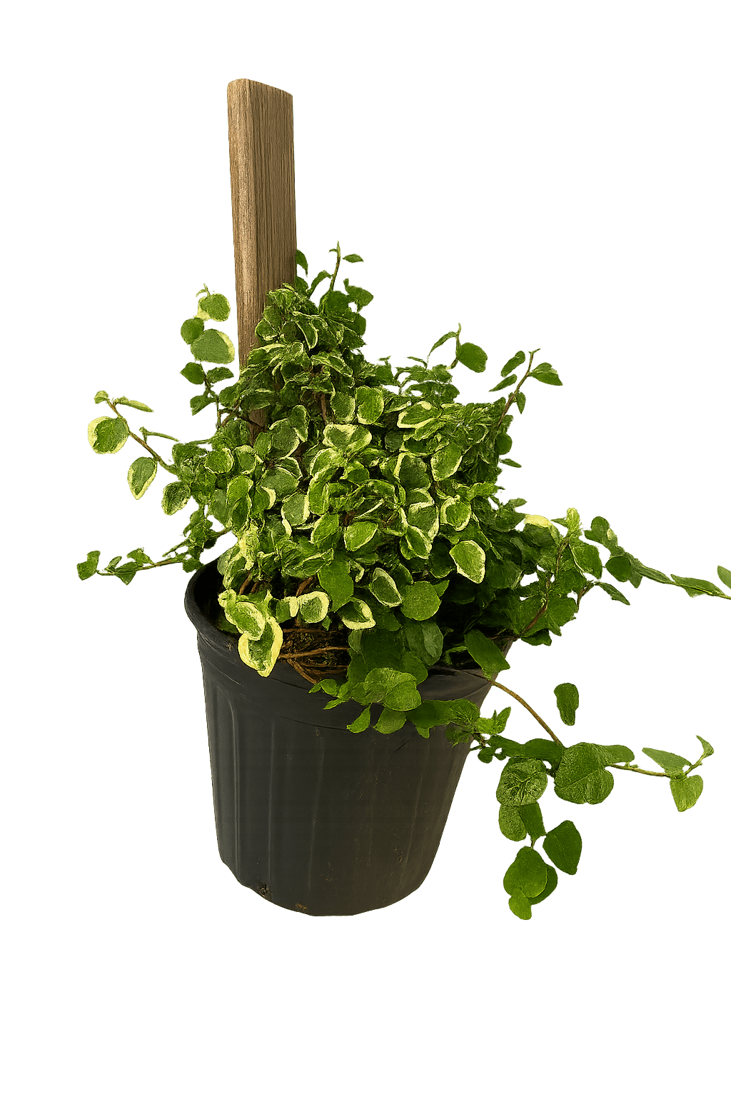 Creeping Fig-1 Gallon for sale by Level To Leaf landscaping in Central Florida