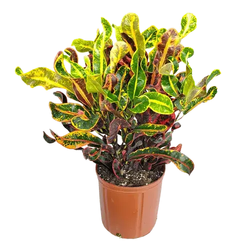Croton Mammy-3 Gallon Plants for sale by Level To Leaf landscaping in Central Florida