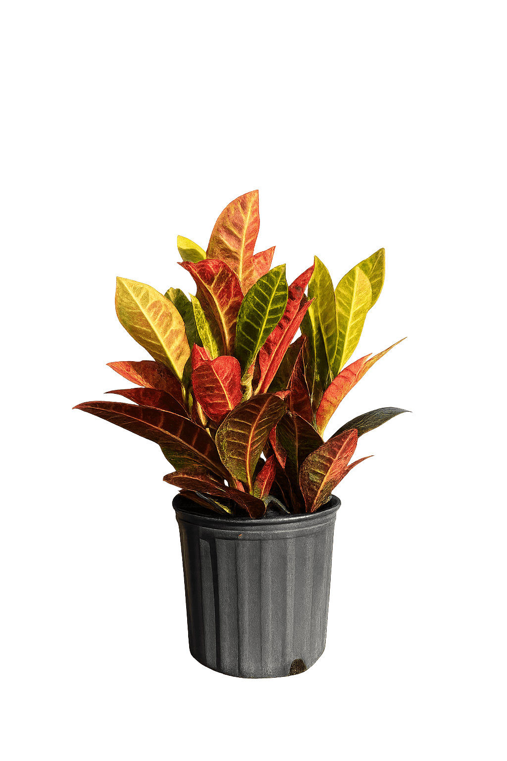Croton Petra-3 Gallon Plants for sale by Level To Leaf landscaping in Central Florida
