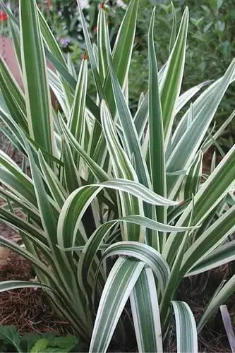 Dianella Flaxlilly-3 Gallon Plants for sale by Level To Leaf landscaping in Central Florida