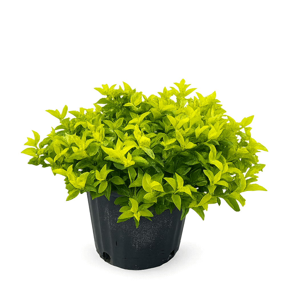 Duranta Gold Mound-3 Gallon Plants for sale by Level To Leaf landscaping in Central Florida