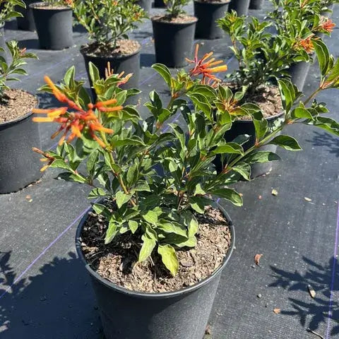 Dwarf Fire Bush-3 Gallon Plants for sale by Level To Leaf landscaping in Central Florida