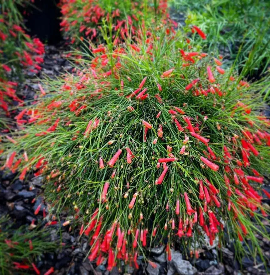 Firecracker-3 Gallon Plants for sale by Level To Leaf landscaping in Central Florida