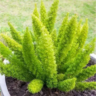 Foxtail Fern-3 Gallon Plants for sale by Level To Leaf landscaping in Central Florida